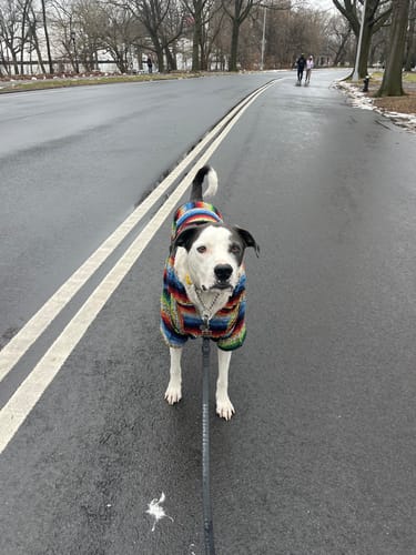 Customer photo review of Playa Poncho - Surprise Color