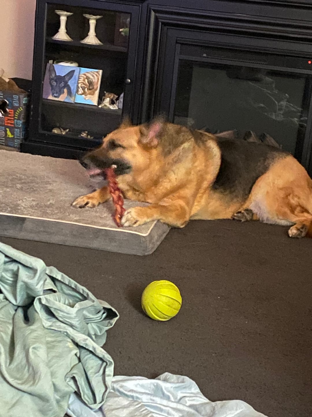 Customer photo review of 12 Inch Braided Jerky Stick