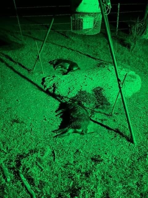 Customer photo review of Solar Green Floodlight for Night Hunting -10,000 lumens