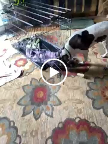 Customer video review of Breathe Easy for Dogs - Respiratory Support and Kennel Cough Remedy