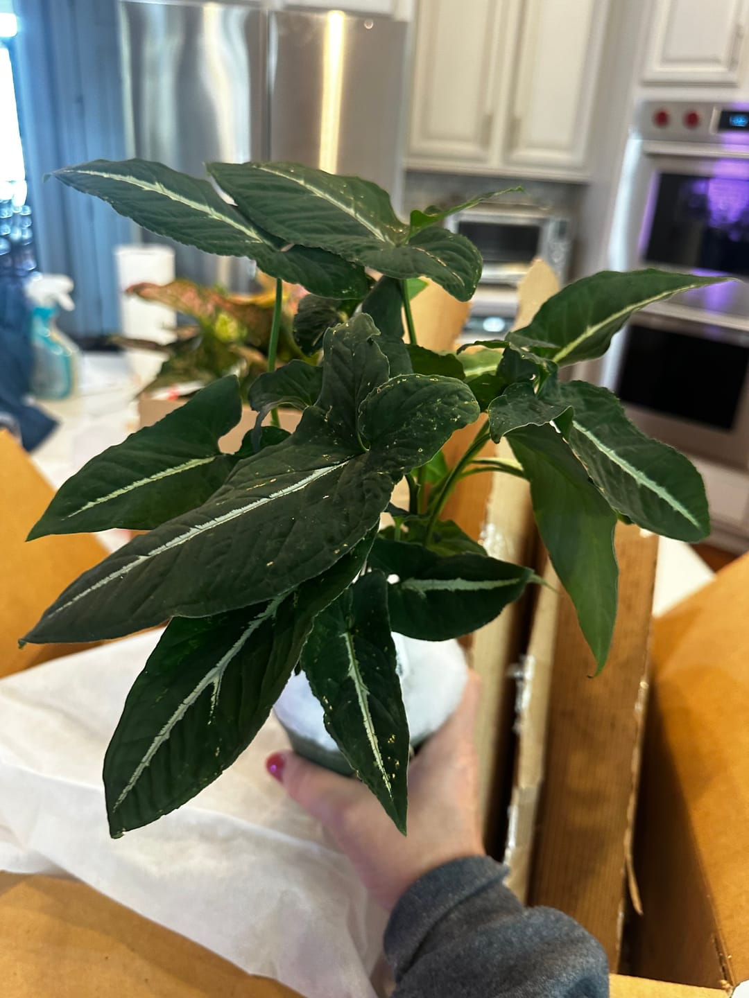 Customer photo review of Syngonium wendlandii