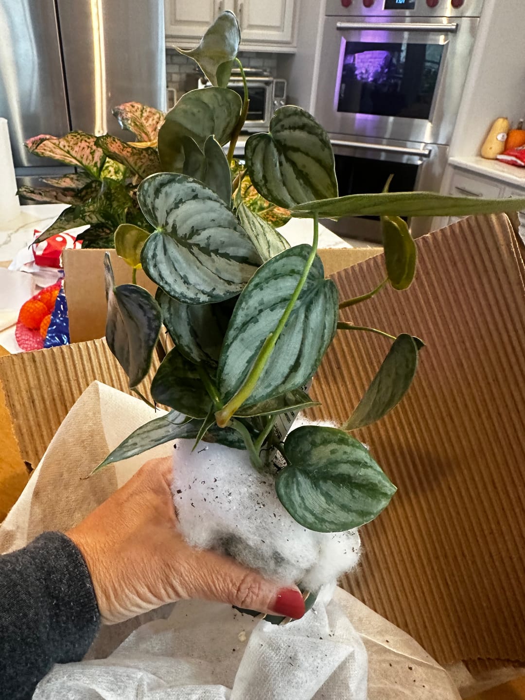 Customer photo review of Philodendron brandtianum