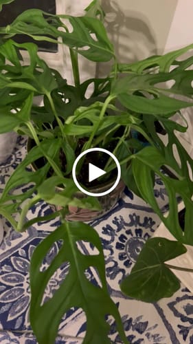 Customer video review of Monstera Epipremnoides sp