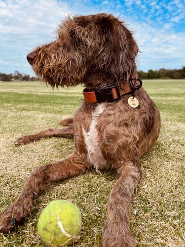 Customer photo review of Terracotta Collar - Recycled Ripstop