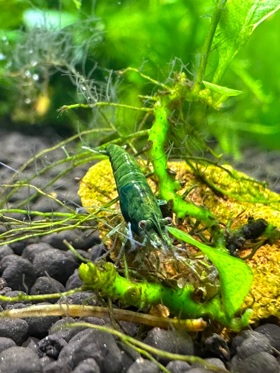 Customer photo review of Green Jade Neocaridina Shrimp
