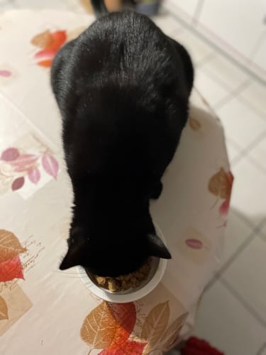 Customer photo review of Multipack d'effilés (chat stérilisé et chat adulte)