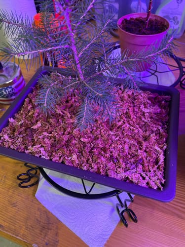 Customer photo review of SFAGNO TOP QUALITY CB®