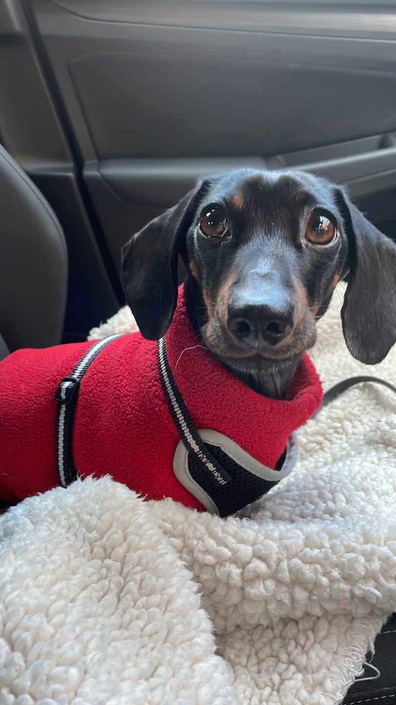 Customer photo review of Rechargeable Anti Bark Training Collar - Sound & Vibration - No Shock