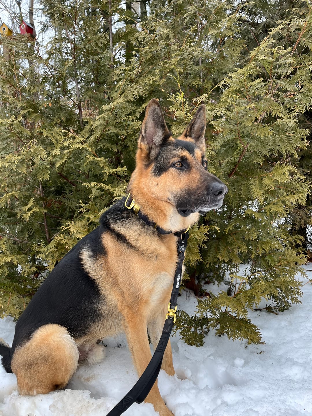Customer photo review of Tacti Luxe Dog Leash - Gold Camo