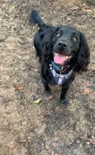 Customer photo review of Tough Trails™ Harness - Essentials - Charcoal