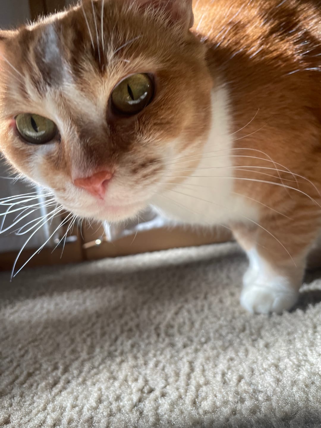 Customer photo review of Mange Treatment for Cats - Treats Feline Sarcoptic & Demodectic Mange, Scabies & Ear Mites