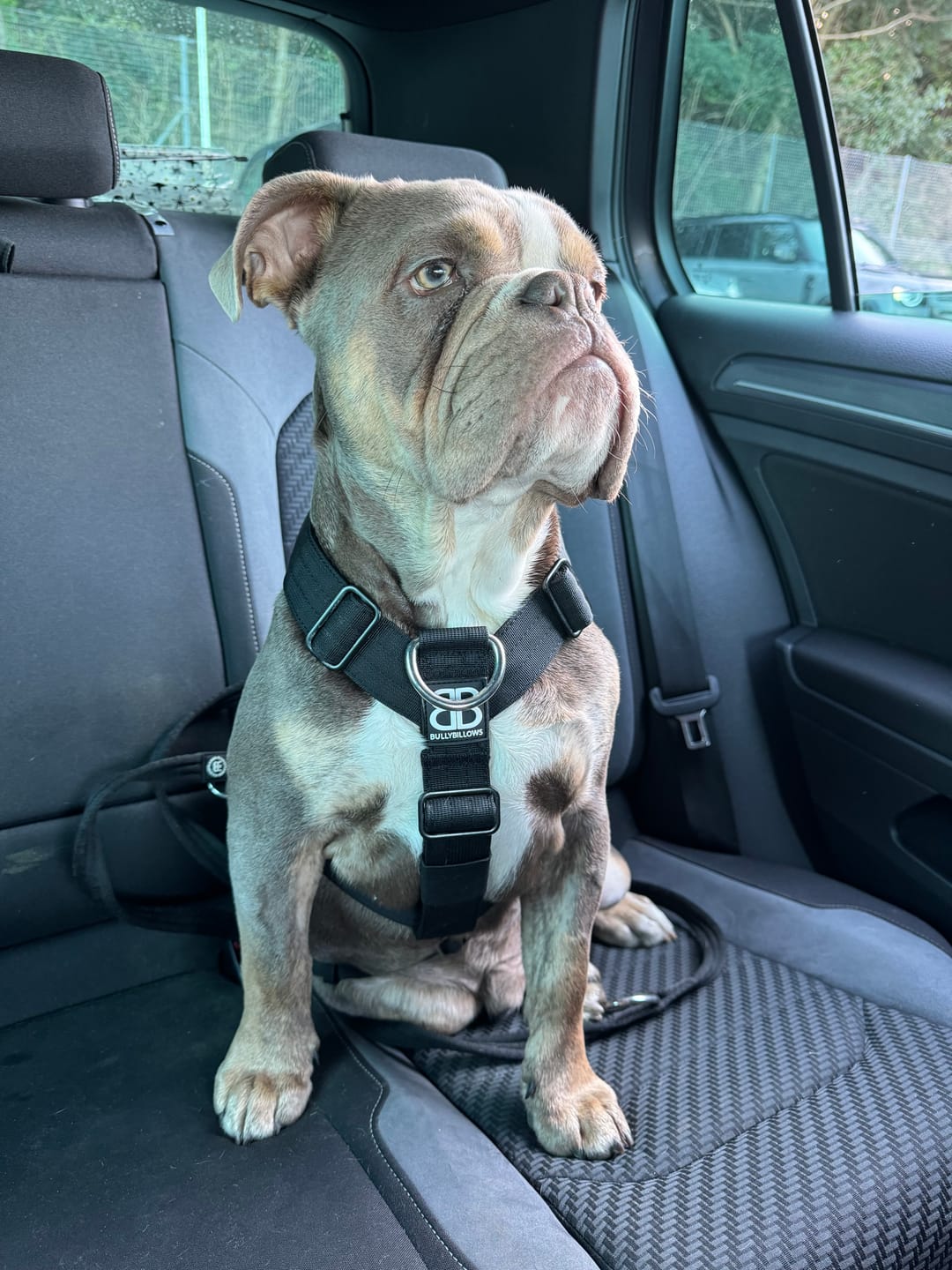 Customer photo review of TRI-Harness® | Anti-Pull, Adjustable & Durable - Dog Trainers Choice -  Black v2.0