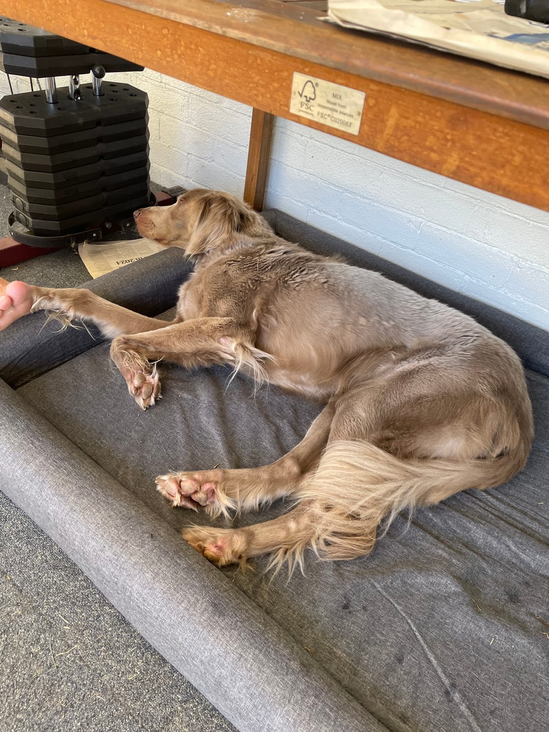 Customer photo review of PaWz Memory Foam Calming Dog Bed