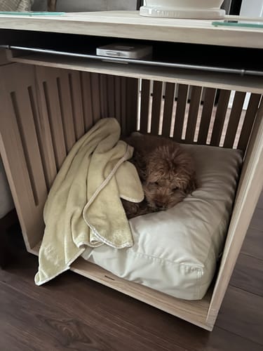 Customer photo review of Dog Crate
