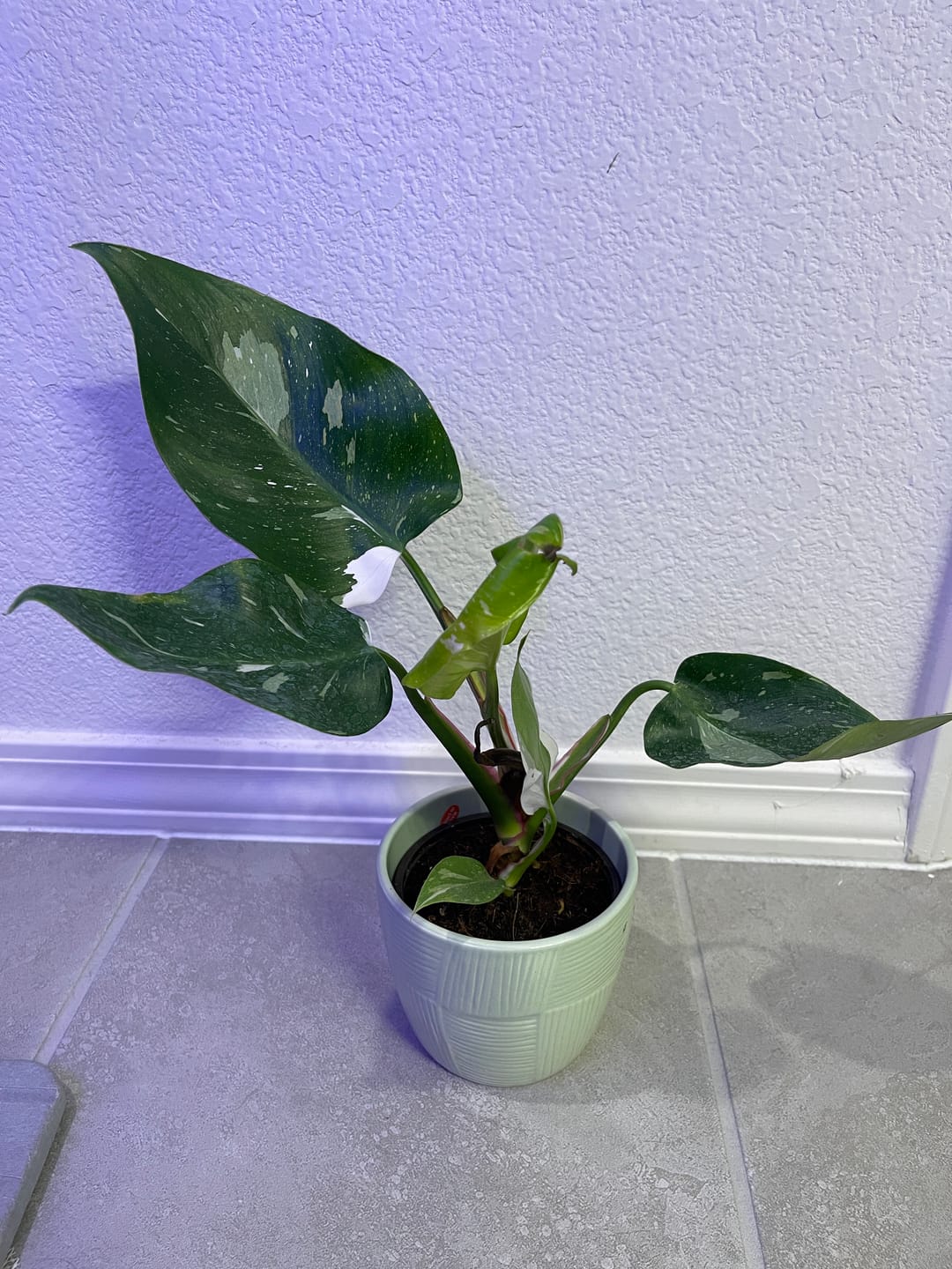 Customer photo review of Philodendron 'White Princess'
