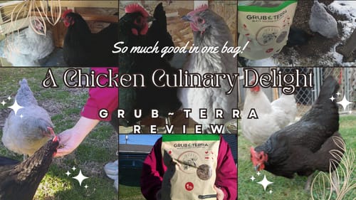 Customer photo review of GrubTerra Dried Larvae Sample