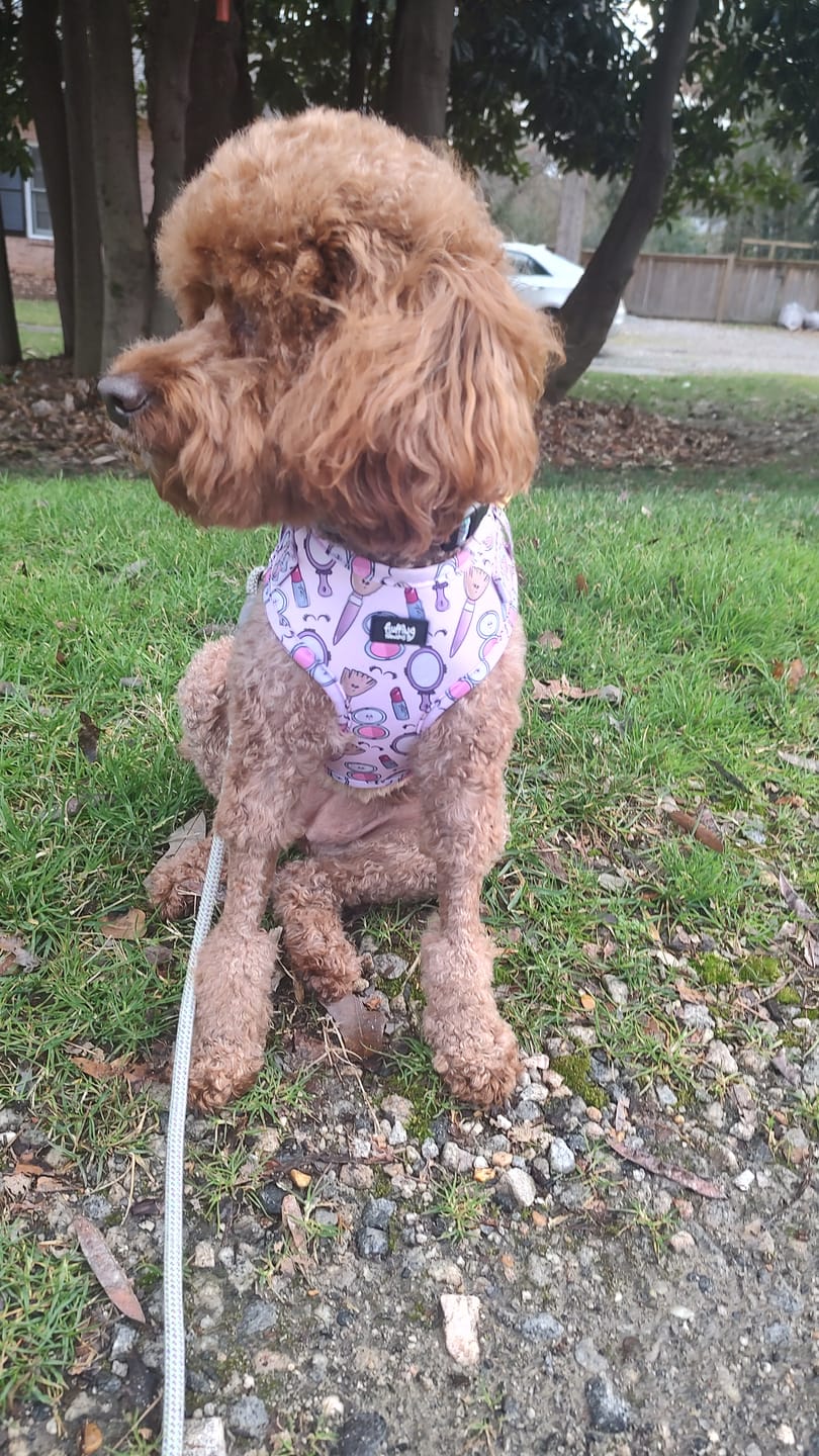 Customer photo review of Adjustable Dog Harness - Pink To Make The Boys Wink