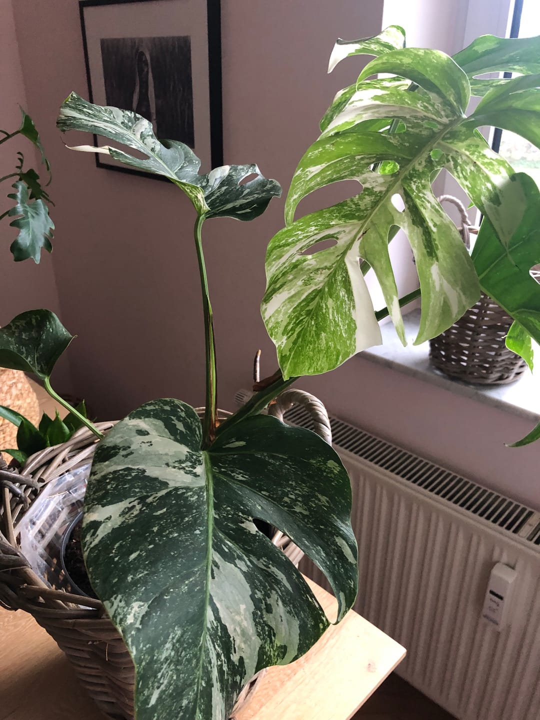 Customer photo review of Monstera Deliciosa Variegata