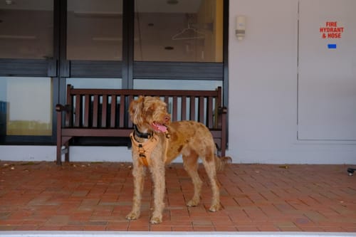 Customer photo review of Recycled Ripstop Harness