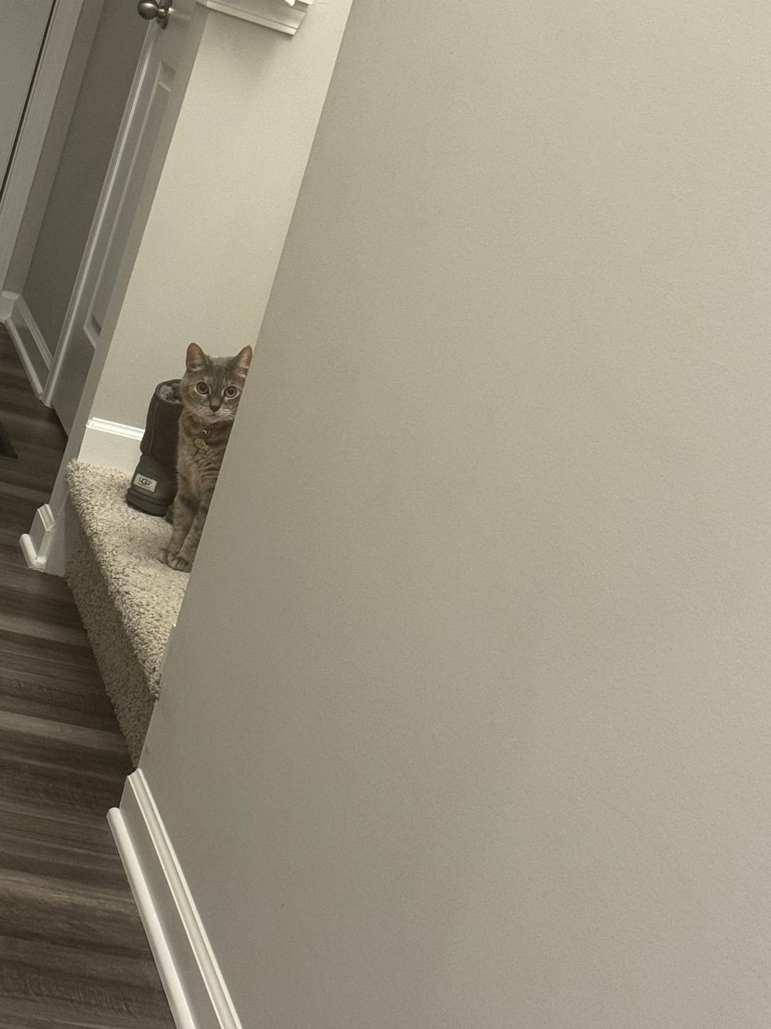 Customer photo review of RYERCAT Dual Sided Cat Toothbrush