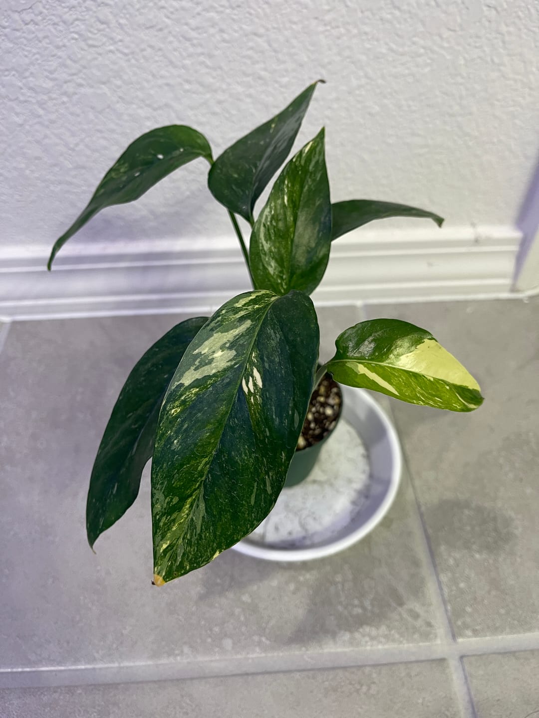 Customer photo review of Pothos Epipremnum pinnatum albo variegata