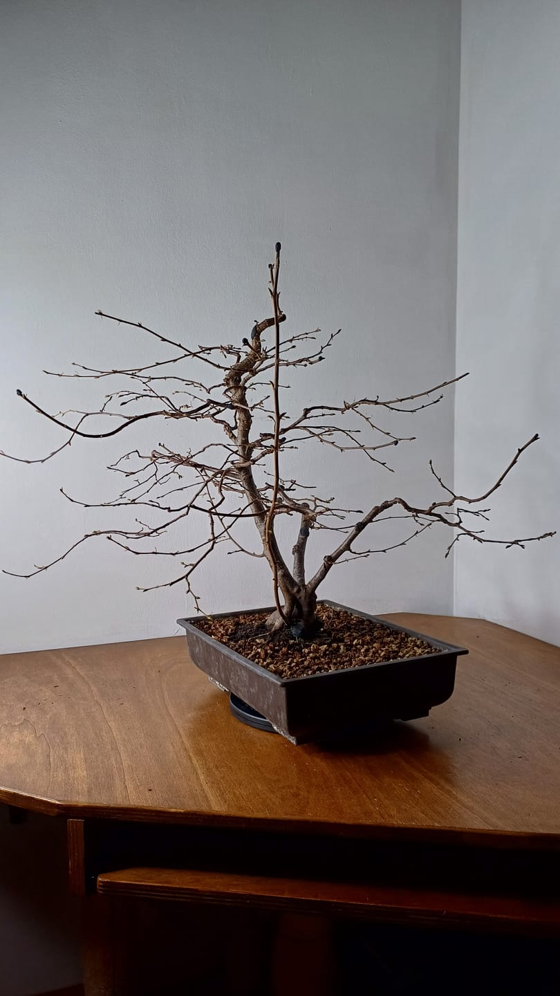 Customer photo review of BLOCK PRO 3.0 CB® MASTICE PROFESSIONALE PER BONSAI 400 gr