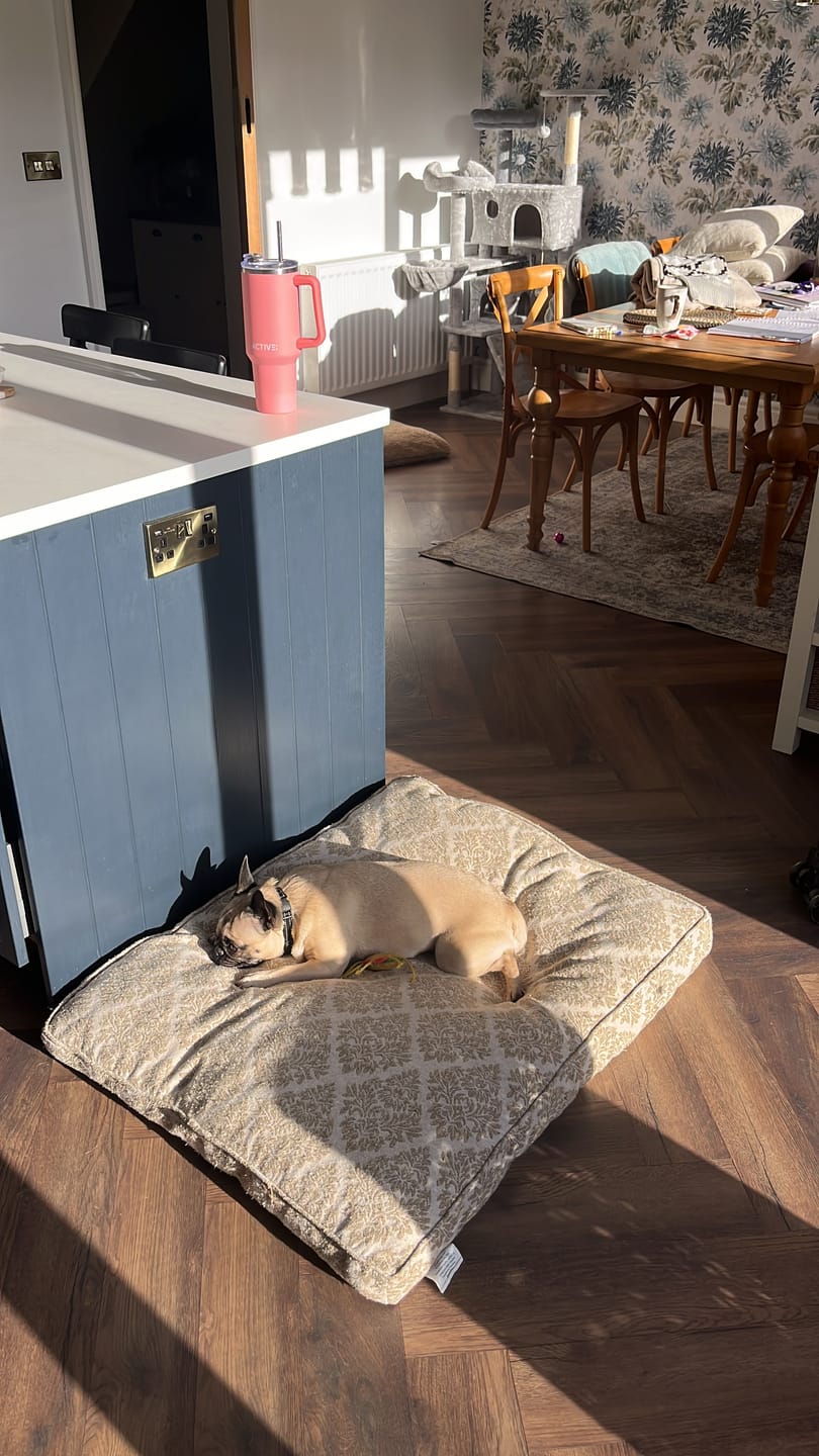 Customer photo review of Rechargeable Anti Bark Training Collar - Sound & Vibration - No Shock