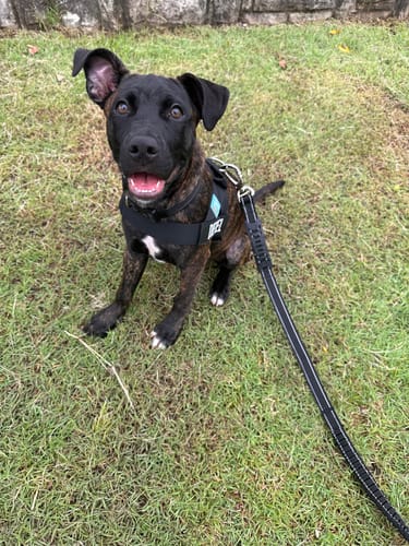 Customer photo review of Dog Lovers Pack