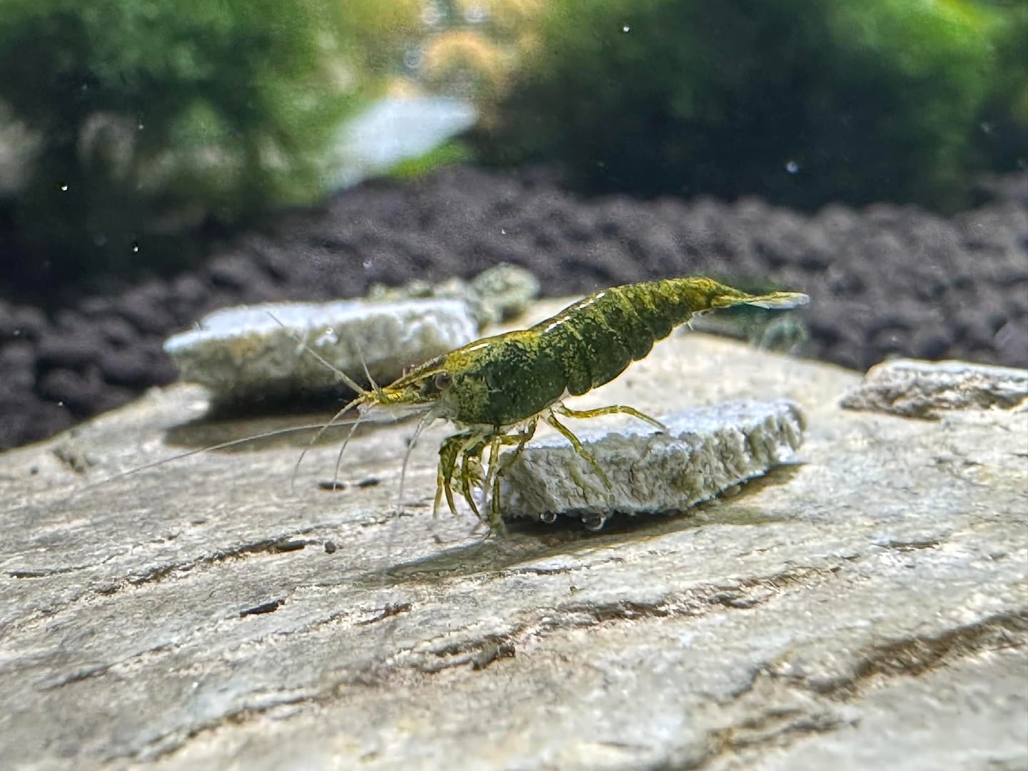 Customer photo review of Green Jade Neocaridina Shrimp