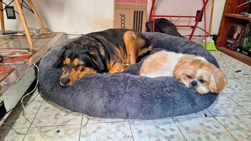 Customer photo review of Cama Antiestrés Para Perros