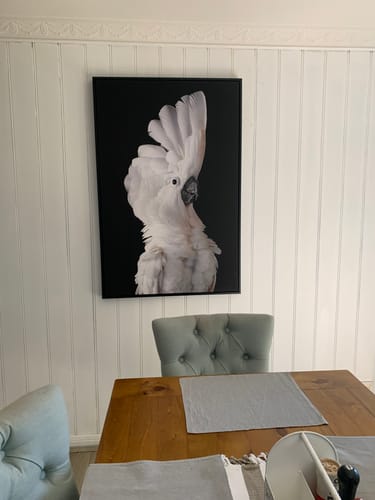Customer photo review of Cockatoo Gaze I