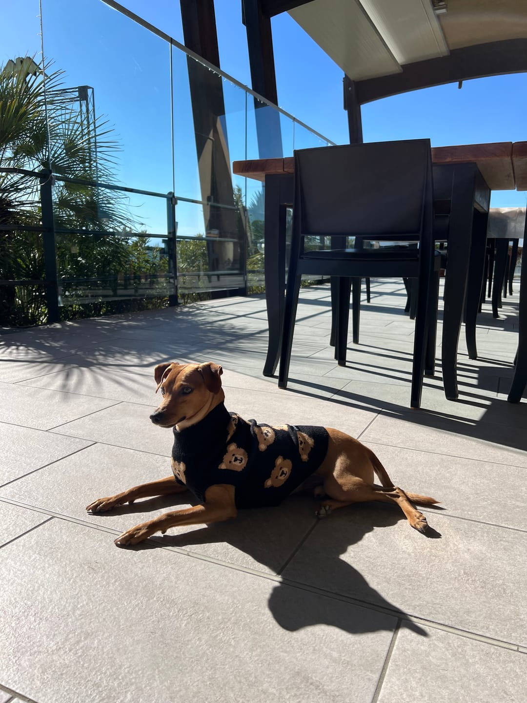 Customer photo review of Broken Teddy Bear Knit Dog Sweater - Black