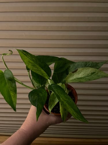 Customer photo review of Epipremnum Pinnatum 'Mint'
