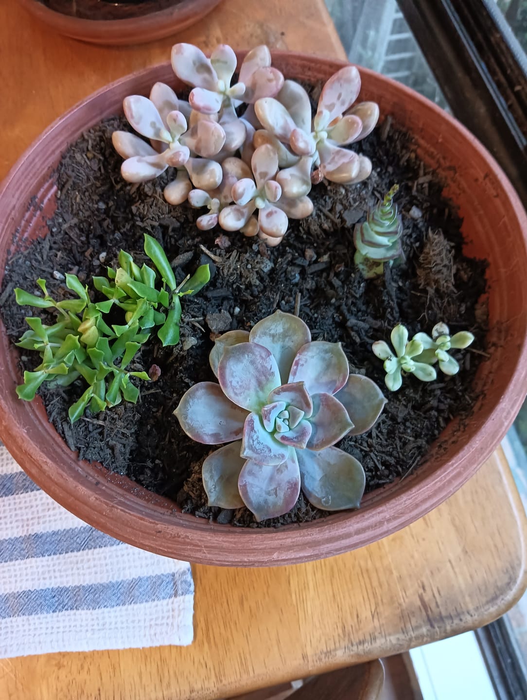 Customer photo review of Graptopetalum amethystinum - Lavender Pebbles