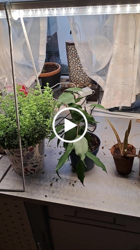 Customer video review of Standfuß für "FLORABOOSTER 200" H 50 cm