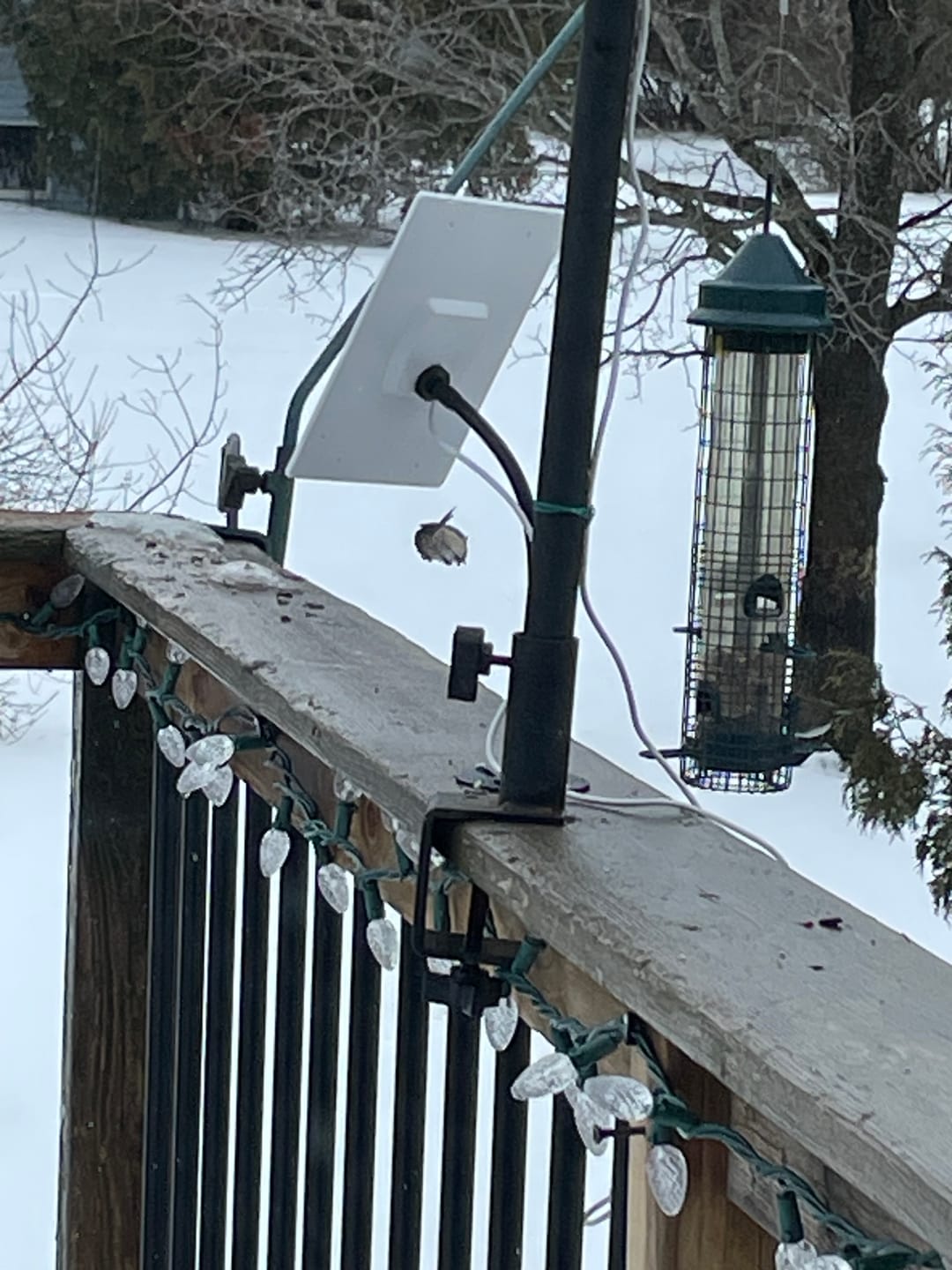 Customer photo review of Birdfy Solar Panel - Type C