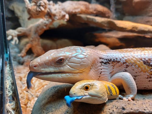 Customer photo review of Animal Heavenly Body A Series of Laugh and Grow Fat  No.16 - Iguana Figure