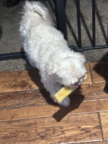 Customer photo review of Himalayan Yak Chew (LARGE)