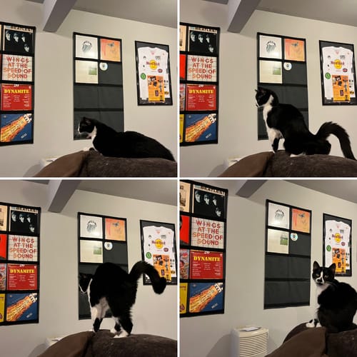 Customer photo review of 12" Vinyl Record Display Frame - LP Wall Storage