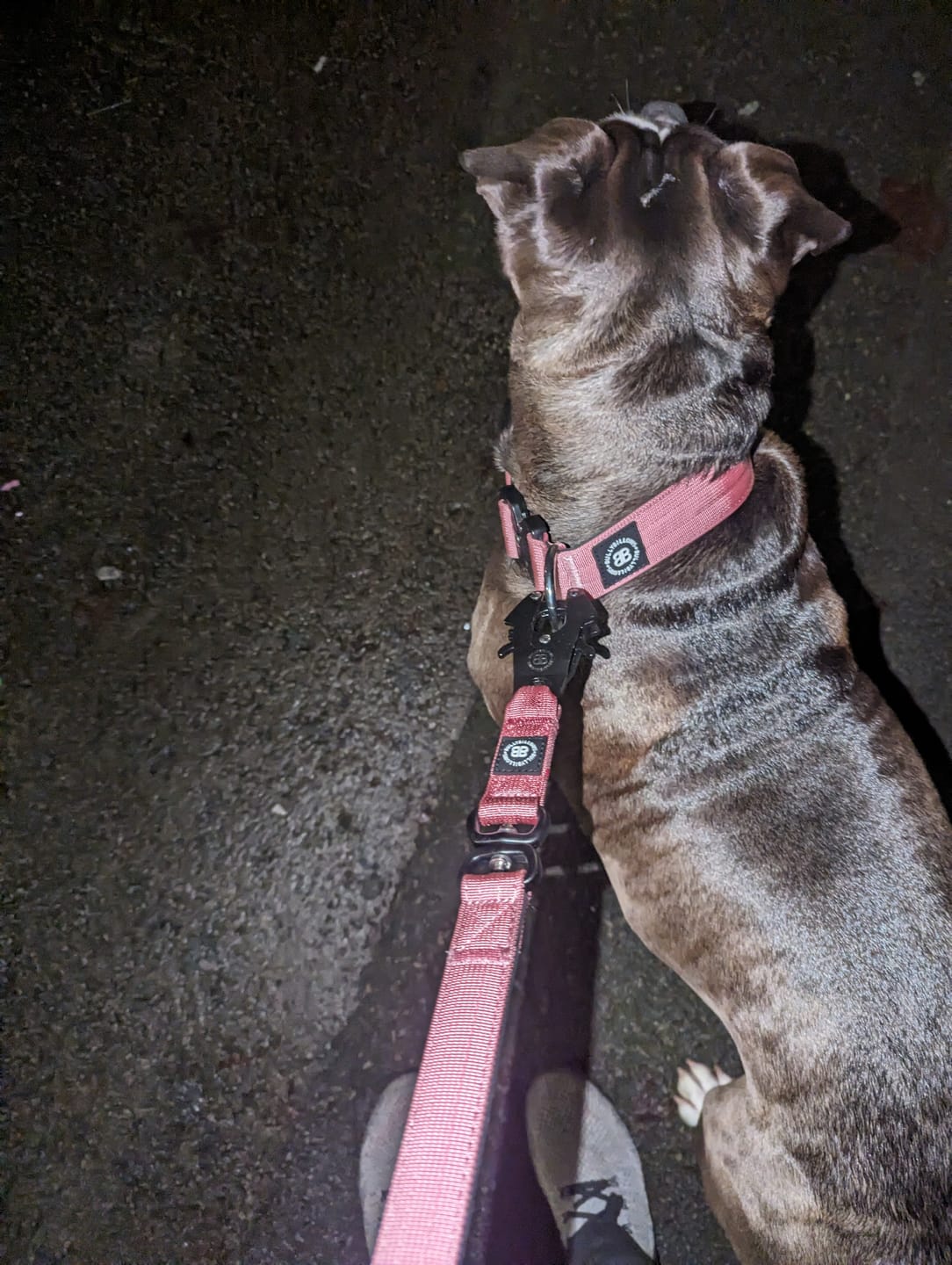 Customer photo review of 1.4m Swivel Combat Lead | Neoprene Lined, Secure Rated Clip with Soft Handle - Pink