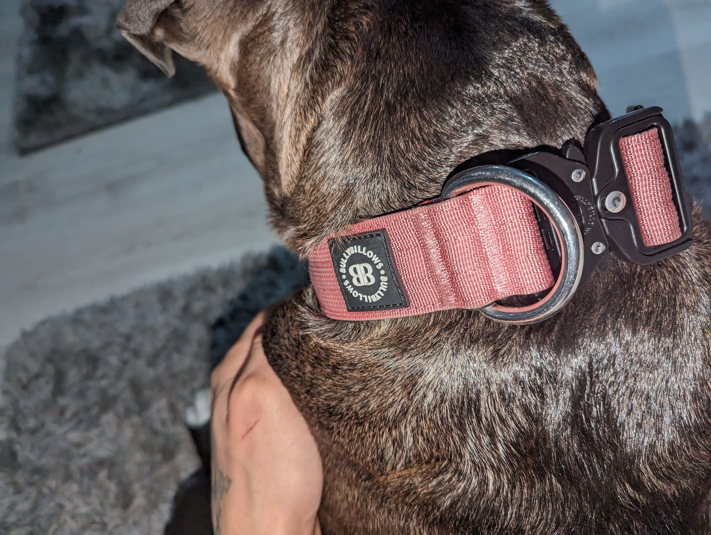 Customer photo review of 4cm Combat® Collar | Rated Clip - NO HANDLE - Pink v2.0