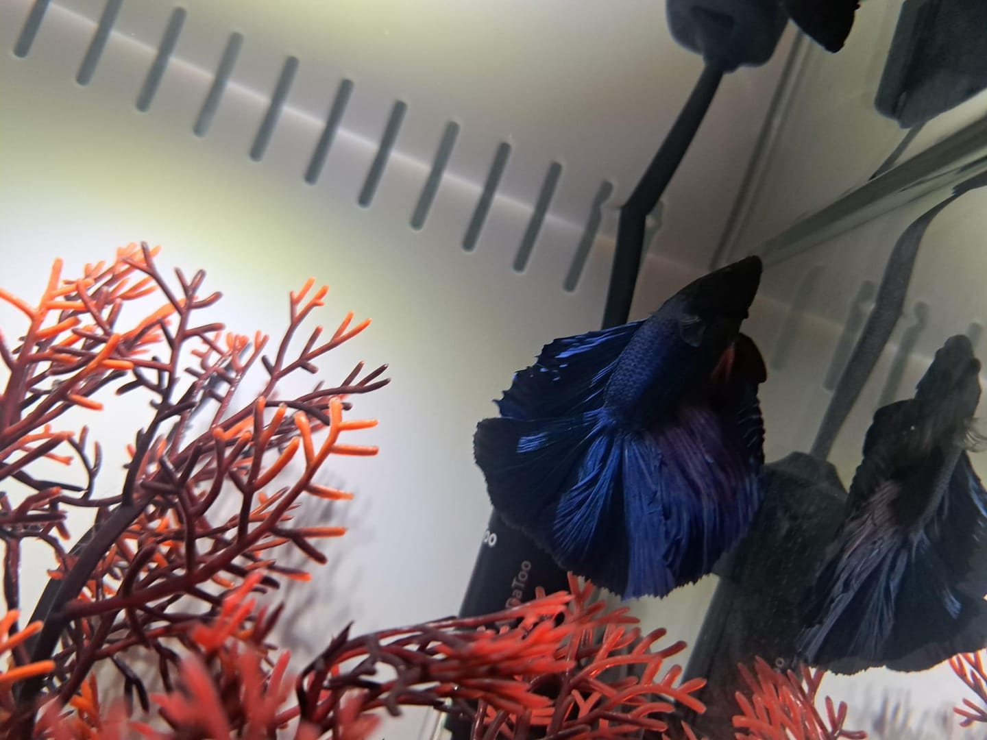 Customer photo review of Super Blue Halfmoon Male Betta Fish