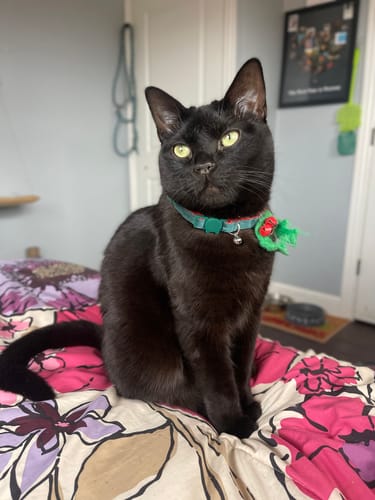 Customer photo review of Freezball - Durable Fillable Dog Chew Bone