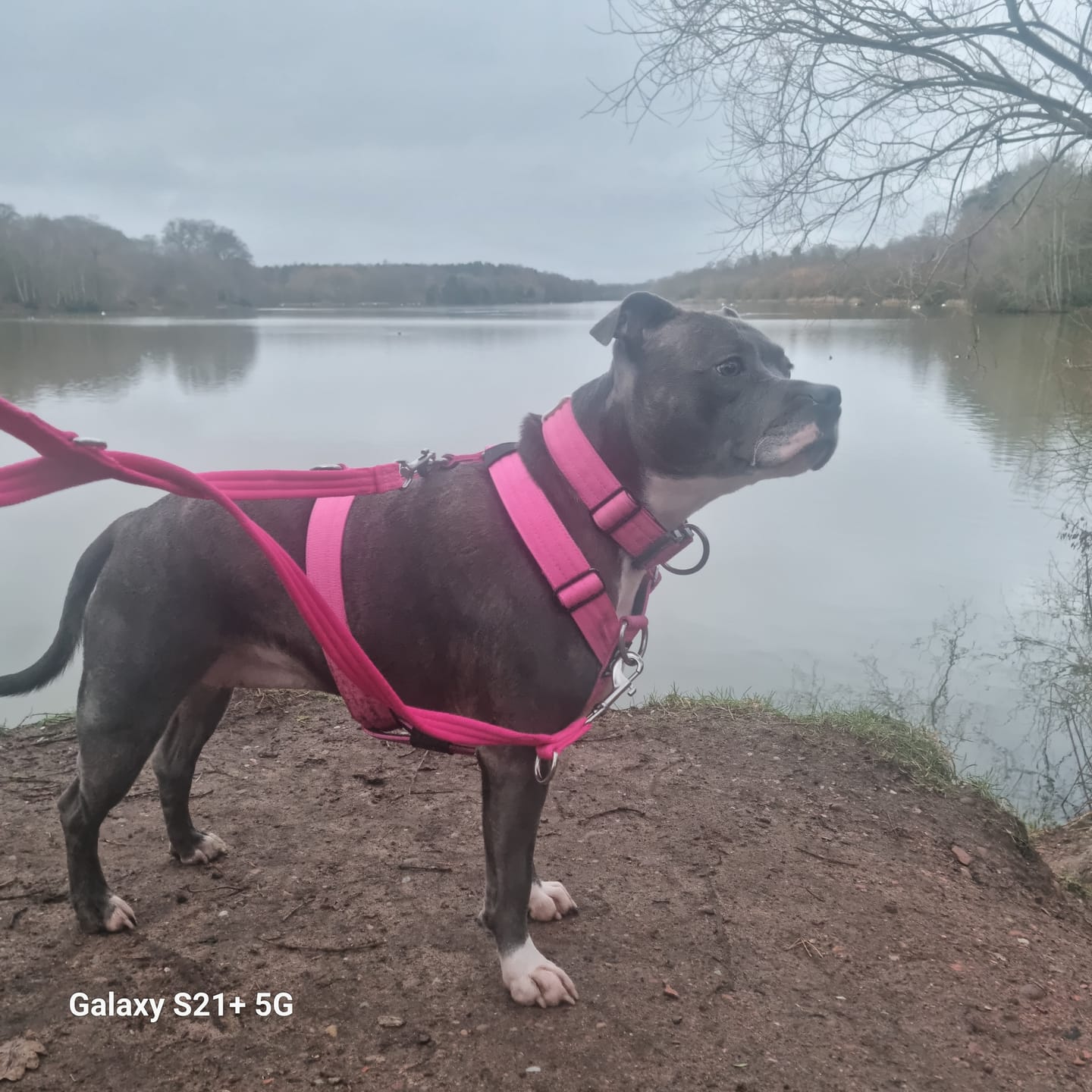 Customer photo review of Double Ended Training Lead | All Breeds - Durable & Soft 2m Lead - Magenta