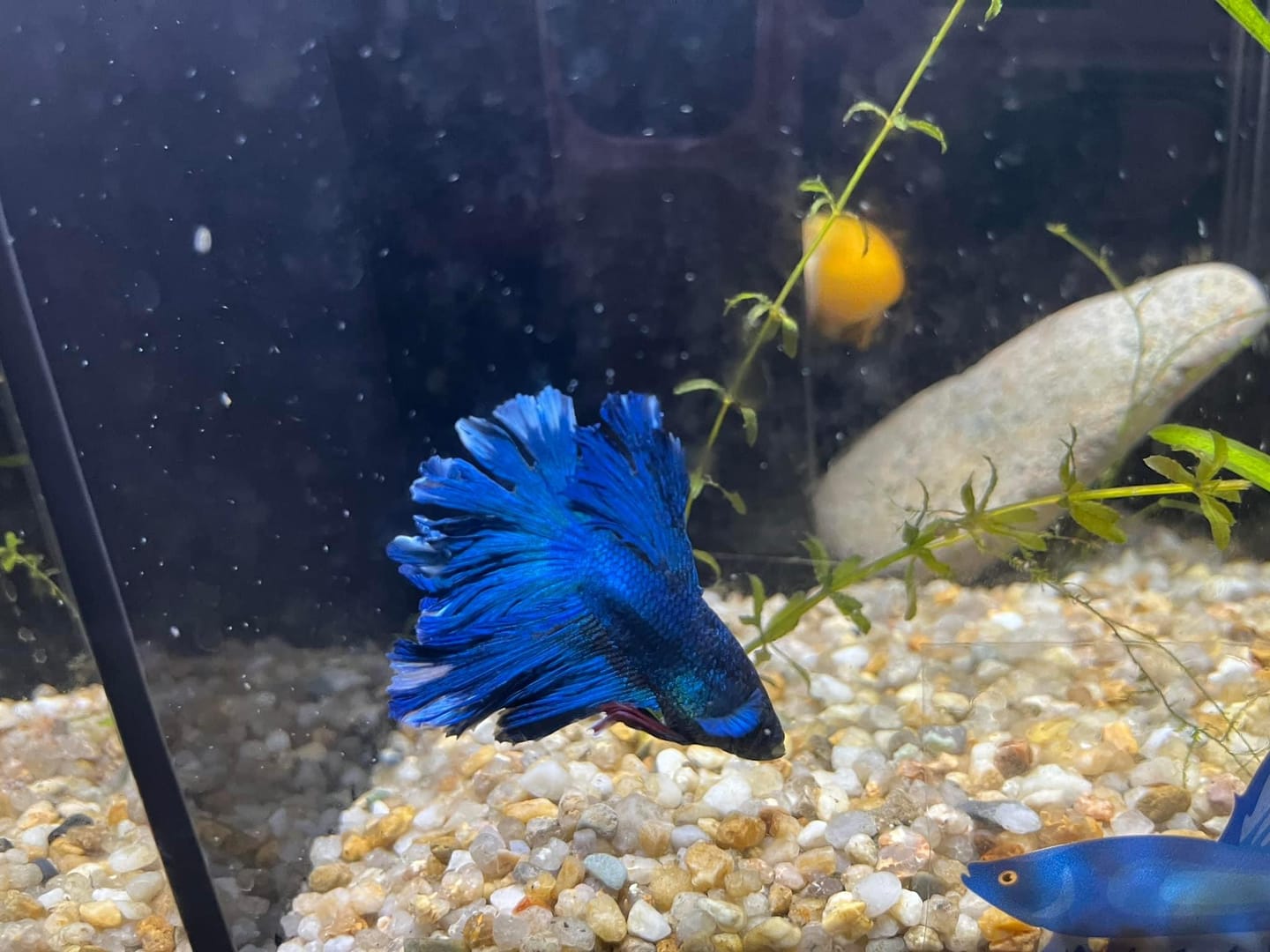 Customer photo review of Super Blue Halfmoon Male Betta Fish