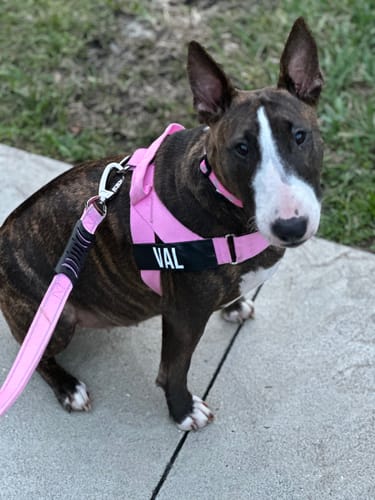 Customer photo review of Dog Lovers Pack