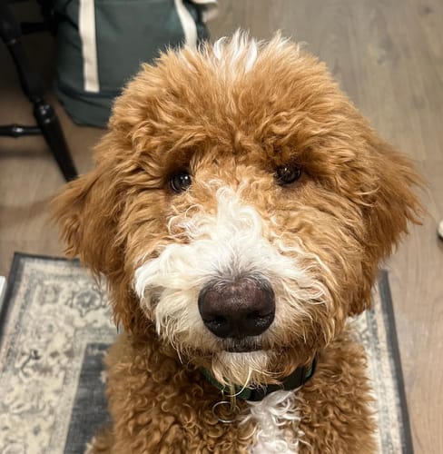 Customer photo review of BPBN Shipping Protection