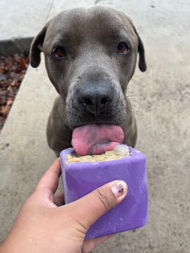 Customer photo review of Freezbox - Super Tough Treat Toy