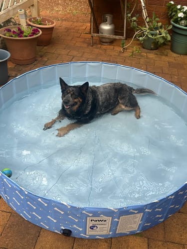 Customer photo review of PaWz Pet Swimming Pool and Bath Tub
