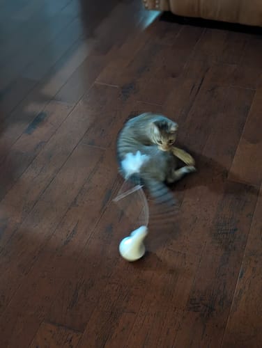 Customer photo review of Roly Poly Cat Toy